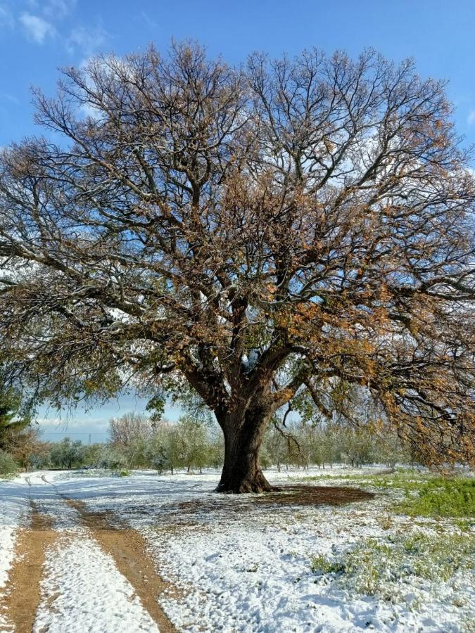 L'Antica Quercia Konuk evi Andria Dış mekan fotoğraf