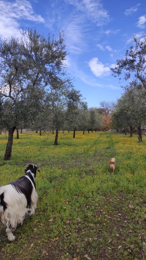 L'Antica Quercia Konuk evi Andria Dış mekan fotoğraf